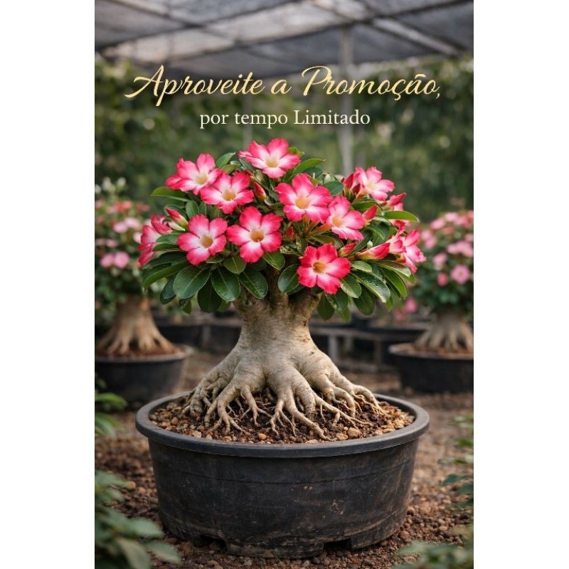 Uma Rosa do Deserto Genética Pura Arabicum Rara