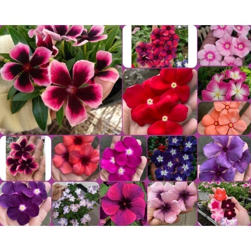 50 Sementes Vincas Madagascar Multicoloridas Cores Exóticas. Premium NV