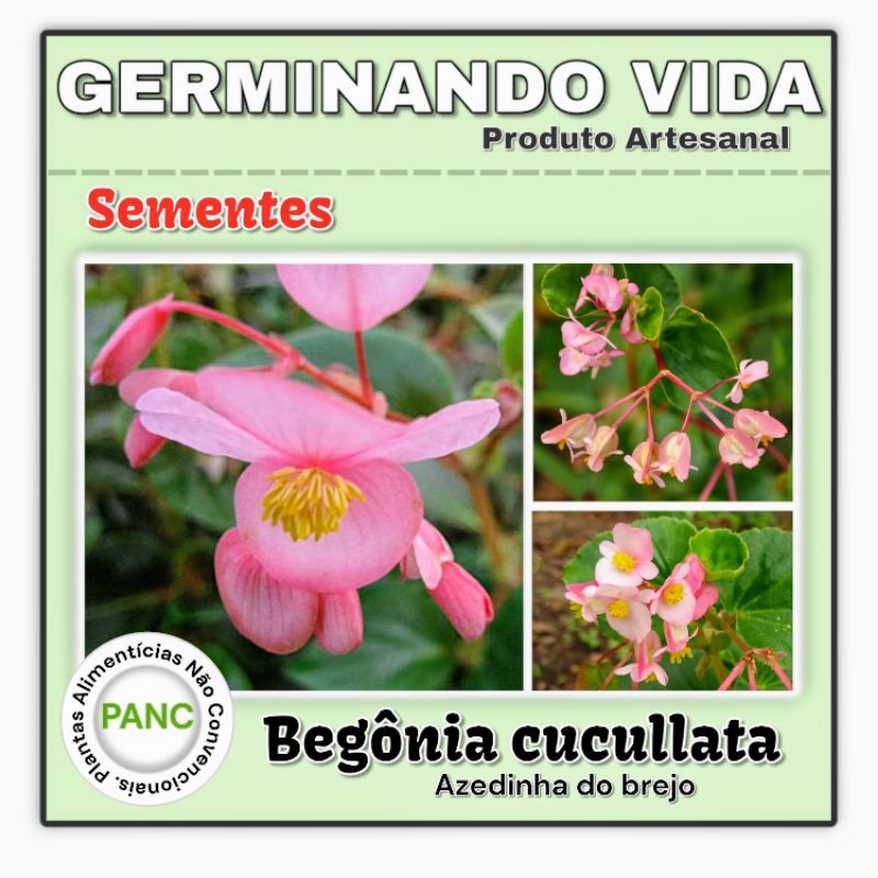 PROMOÇÃO 200 Sementes Begônia Cucullata - Azedinha Do Brejo