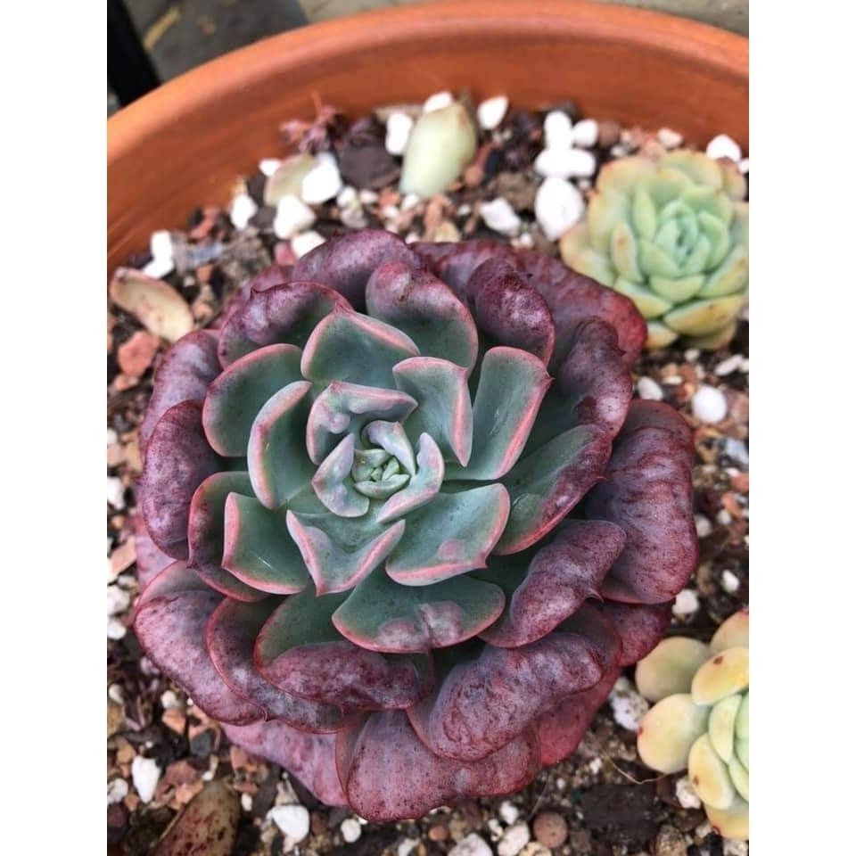 100 sementes suculenta Crassula vasiformiscom manual de cultivo pronta entrega envio em 24h NV