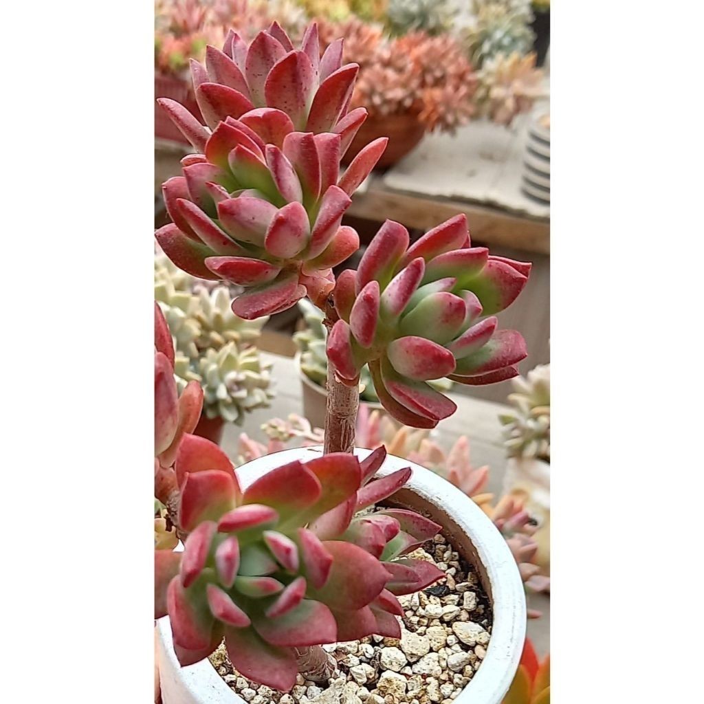 100 sementes suculenta Fockea edulis com manual de cultivo pronta entrega envio em 24h l