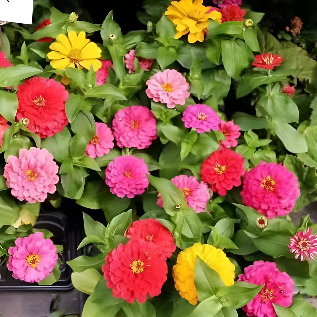 100 SEMENTES Sementes De Tagetes Anão Muda Para Vasos E Jardineiras