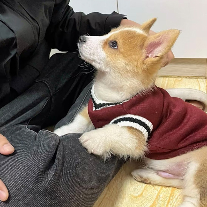 Roupas para cães primavera outono estilo Preppy forro de lã moletom Corgi Shiba Inu Teddy Bichon bonito pequeno cão de t