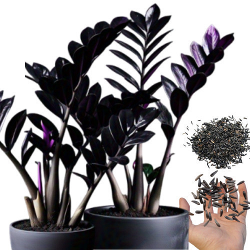 100 sementes Zamioculcas Nero Lux com manual de cultivo NV PROMOÇÃO
