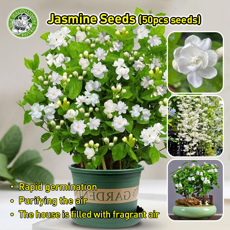 Sementes de Jasmim Branco Fragrante de Alta Qualidade 200 500 Sementes de Flor de Jasmim Sementes de Planta Ornamental e