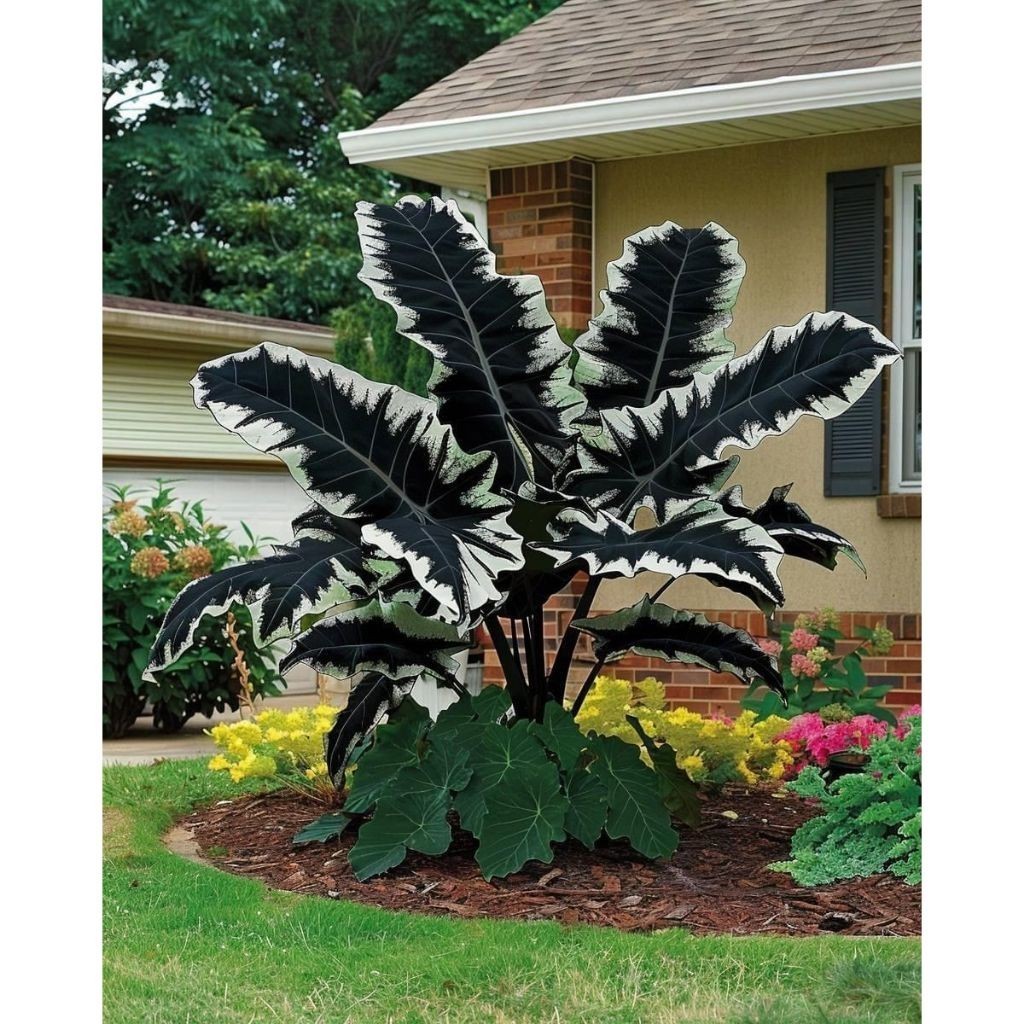 JAAA promoção Caladium Whisper of the Dusk 100 sementes com manual de cultivo SS
