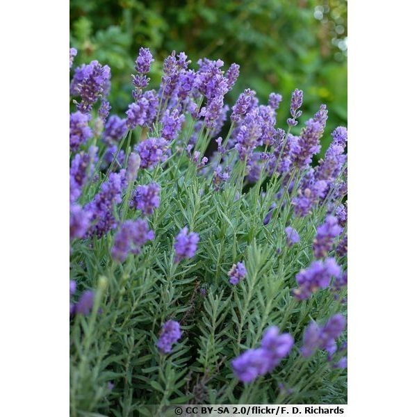 100 sementes lavanda com manual de cultivo pronta entrega envio 24h I PROMOÇÃO