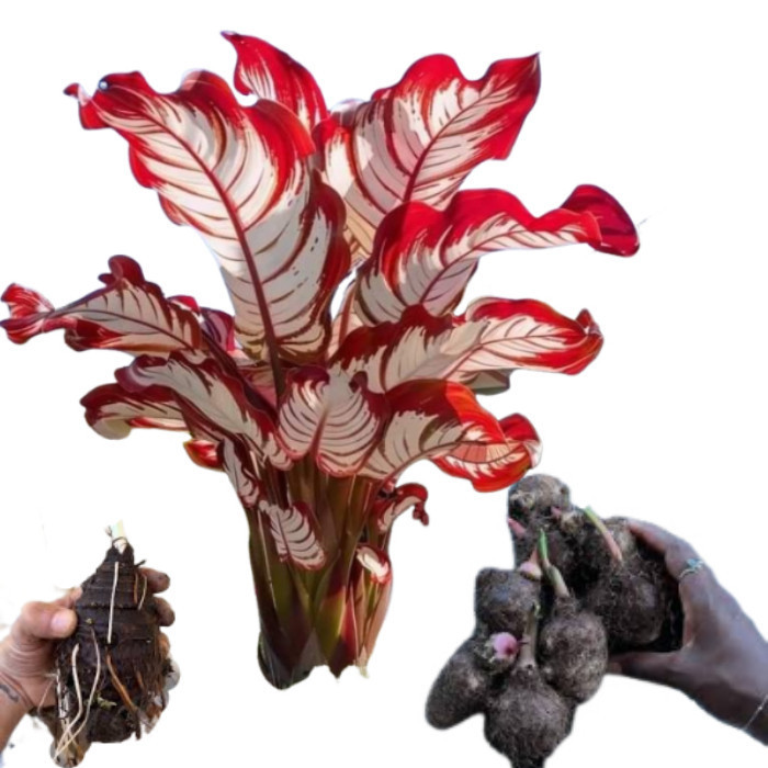 JAAA promoção Bulbo de Caladium Pink Diamond (tinhorão)