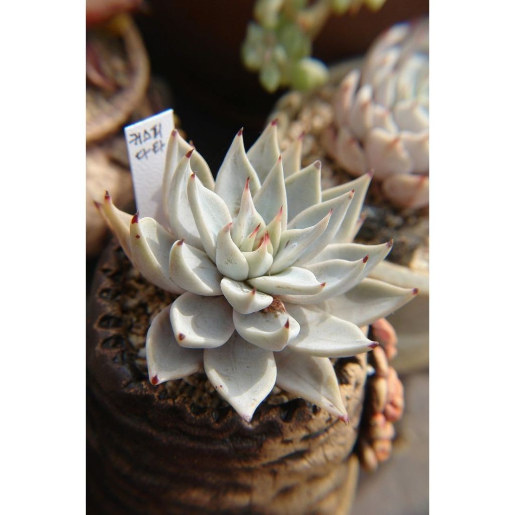 100 sementes suculenta Tylecodon paniculatus com manual de cultivo pronta entrega envio em 24h NV PROMOÇÃO