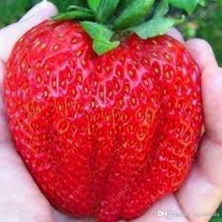 1000 sementes de morango gigante
