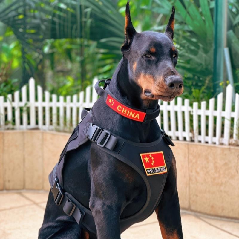 Doberman colar tático cinta conjunto pastor alemão treinamento cavalo cão tração corda dedicado cão colete tipo explosão
