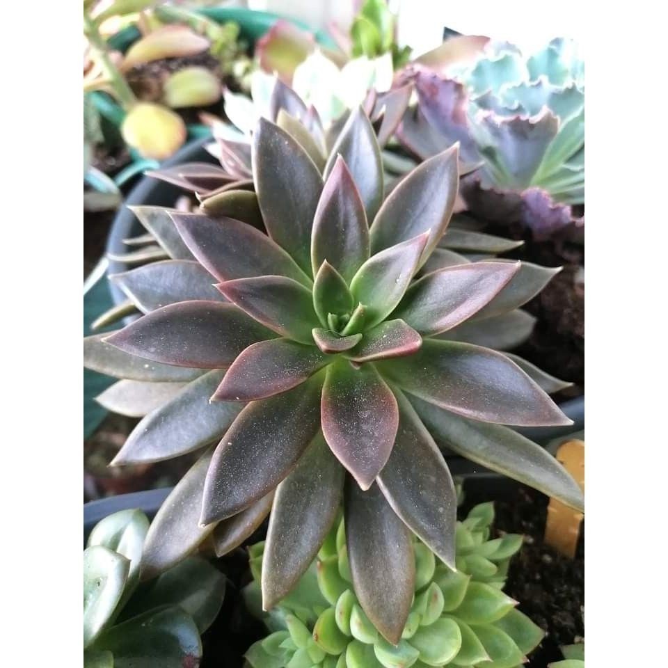 100 sementes suculenta Lithops lesliei com manual de cultivo pronta entrega envio em 24h NV PROMOÇÃO