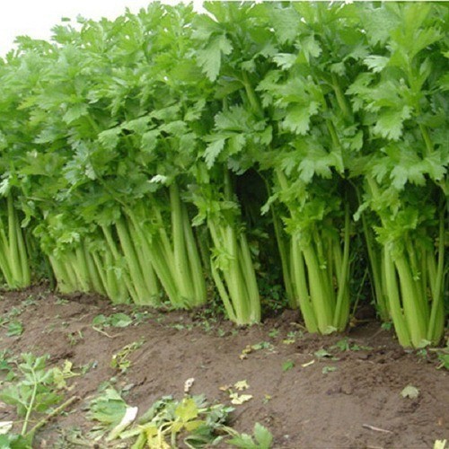 Alta germinação 100 SEMENTES DE SALSÃO TRONCHUDO - AIPO - AIPO SALSÃO TRONCHUDO