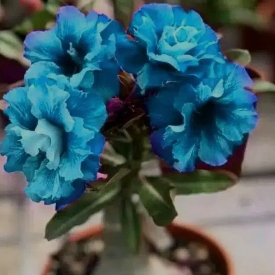 Viva a Mãe Natureza Rosa-do-deserto rara Sementes de rosa-do-deserto Mistura de cores azul