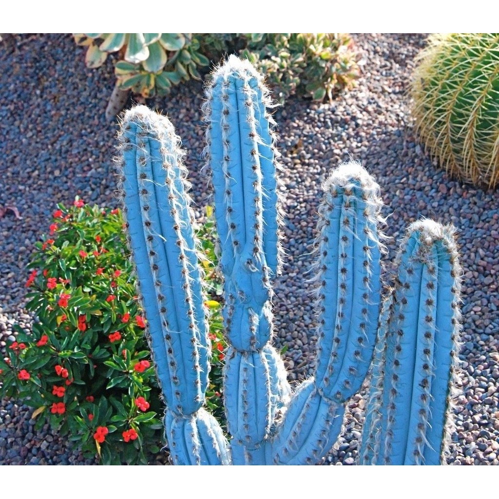350 Sementes Cactos Pilosocereus Azureus Cacto Azul P/ Mudas