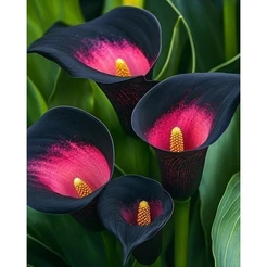 copo de leite Alva Flora 100 sementes com manual de cultivo NV PROMOÇÃO