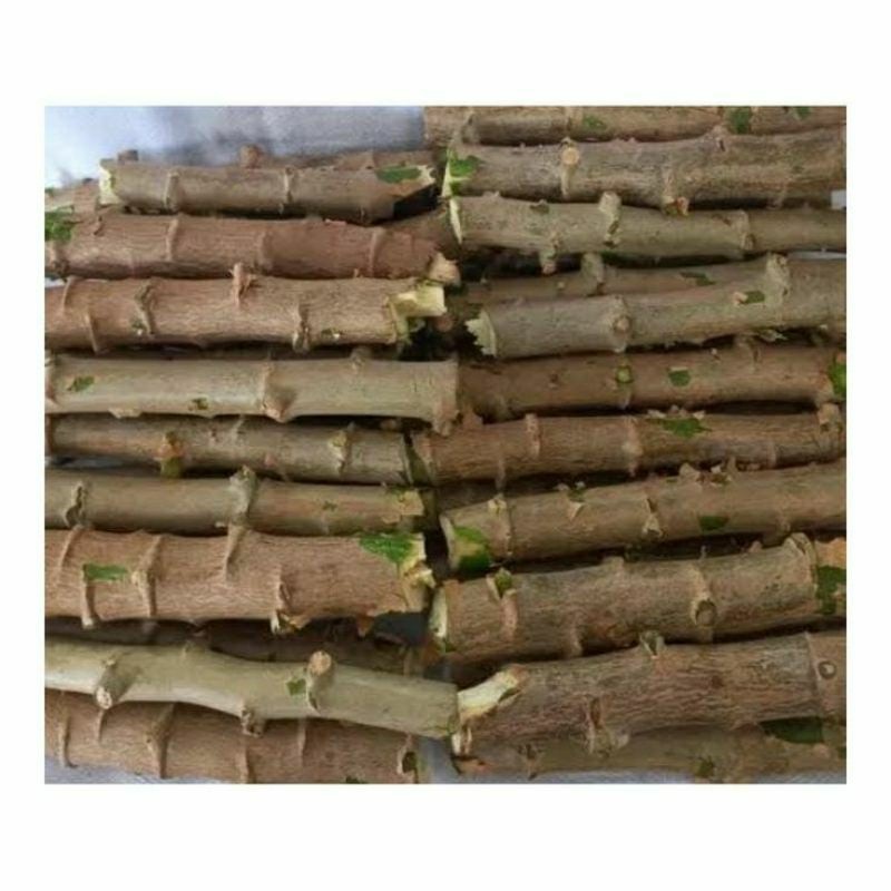 20 Ramas de Mandioca Casca Rocha 30cm  Aipim Macaxeira para Plantio - 40 Covas