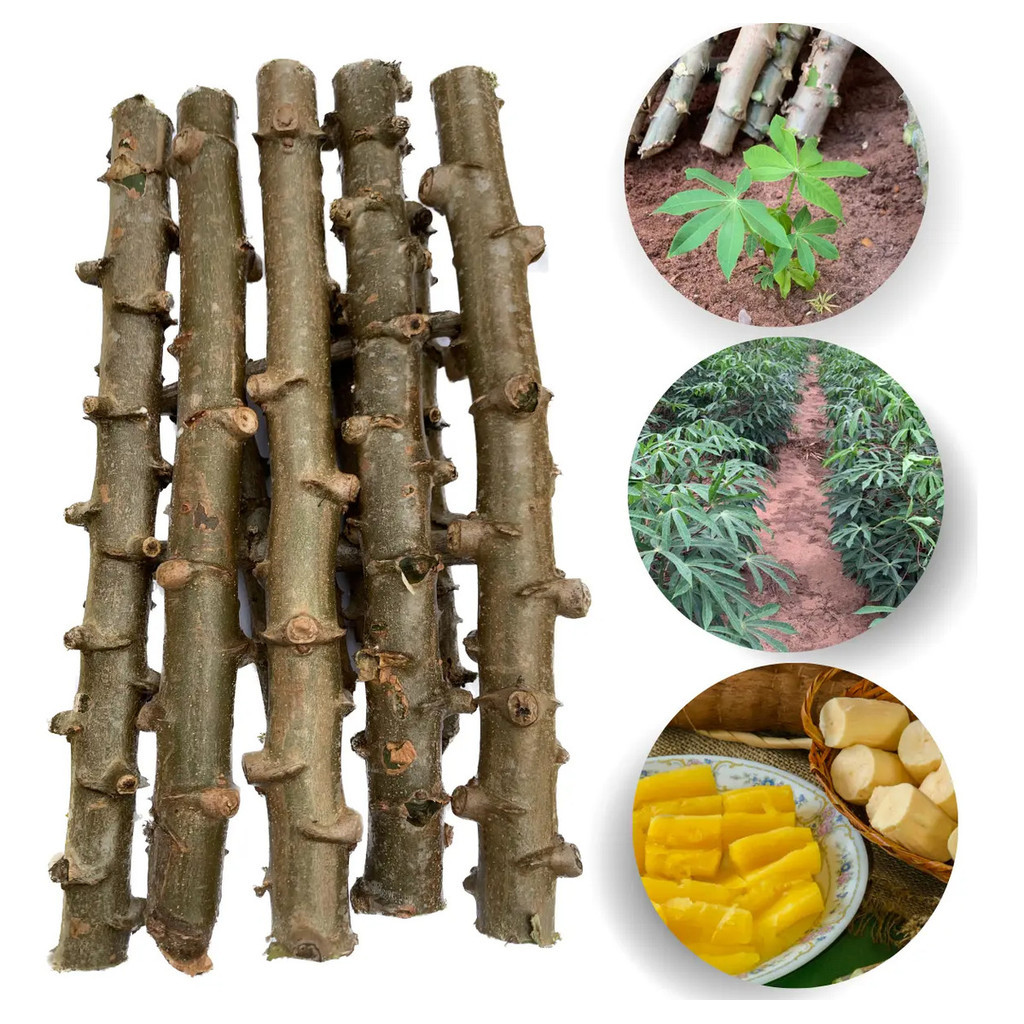 Kit 15 Com  Ramas De Mandioca Cacau Manteiga Difícil De Achar
