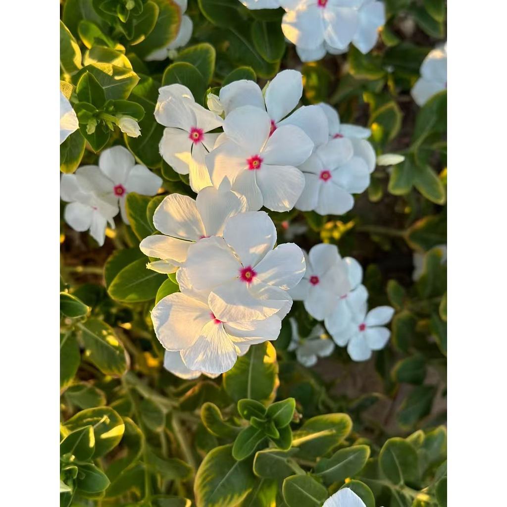 Sementes Vinca Rosea Importada - Mix Cores Vibrantes - Planta Perene Sol Pleno - Paisagismo de Luxo