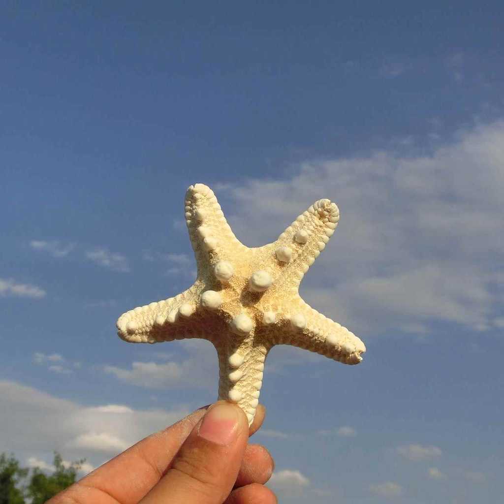 Concha diy moldura de foto estrela do mar Natural grande concha de estrela do mar Mini pequena estrela do mar pintada à