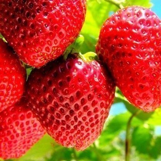 1000 sementes de morango gigante — imagem 2 de 2