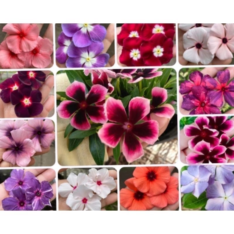 150 Sementes Vinca Boa noite raríssimas ( Vincas Madagascar Exóticas ). NV PROMOÇÃO