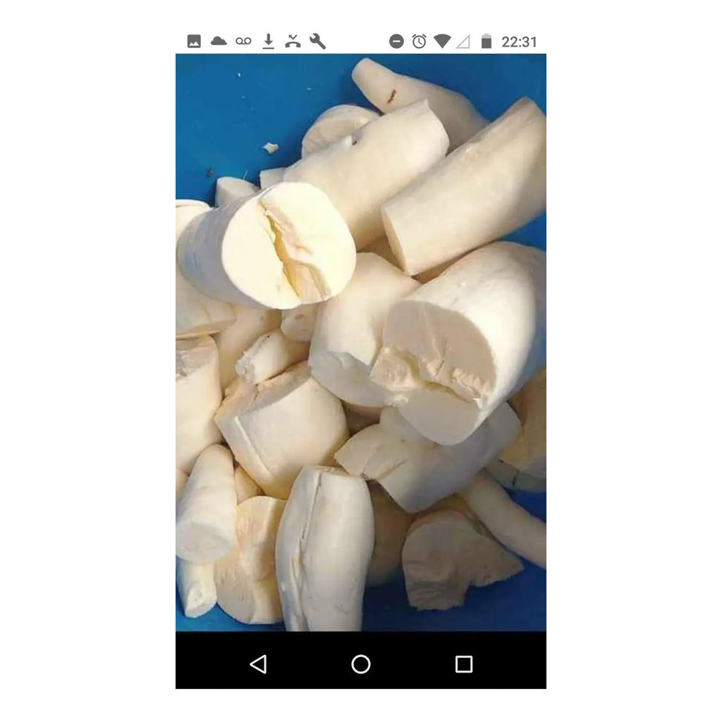 10 Mudas Rama De Mandioca Amarela
