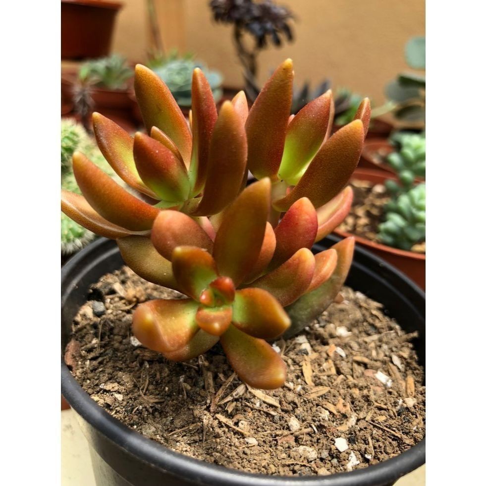 100 sementes suculenta Stapelia gigantea com manual de cultivo pronta entrega envio em 24h NV PROMOÇÃO