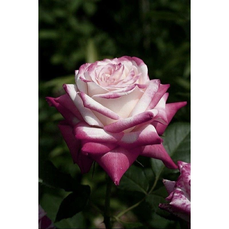 Rosa albina do Véu Celeste – 100 sementes com manual de cultivo NV PROMOÇÃO