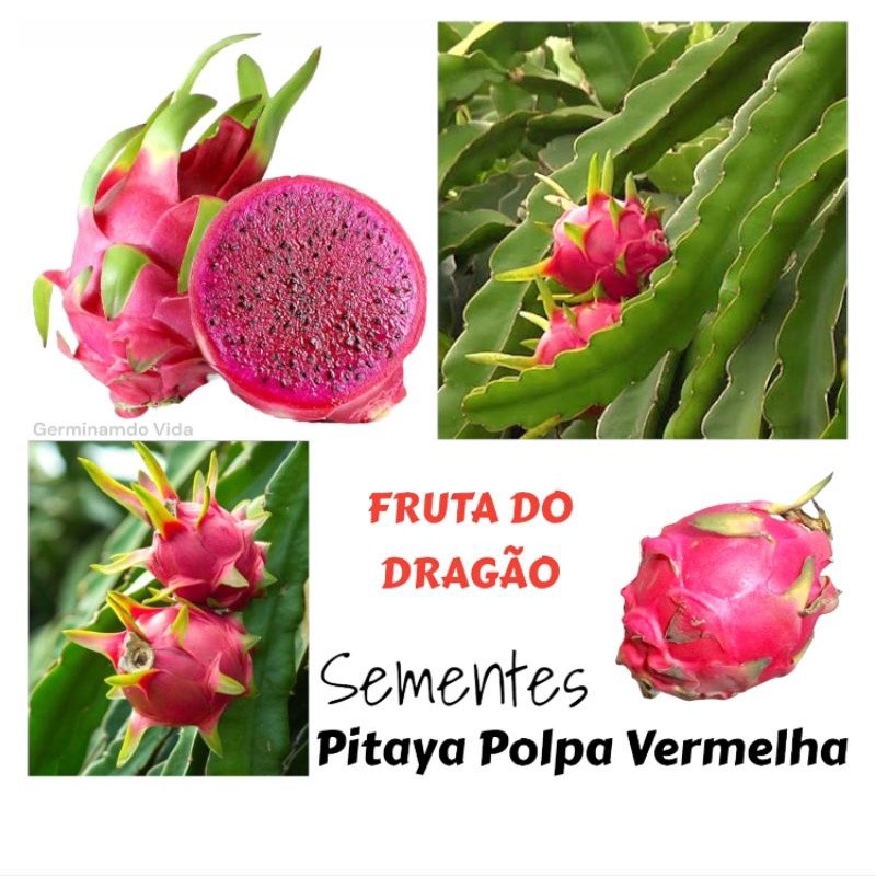JAAA Sementes Pitaya Polpa Vermelha Auto Fértil - Hylocereus Costaricensis - Fruta Do Dragão