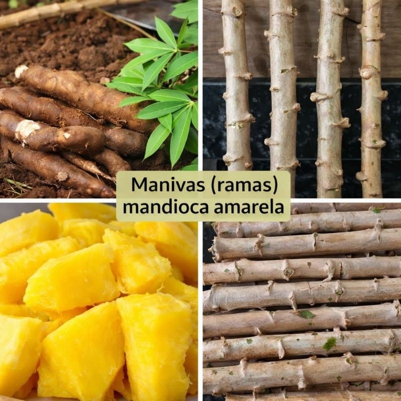 20 UN Ramas Manivas Mudas Mandioca Macaxeira Aipim Amarela De Mesa Frescas