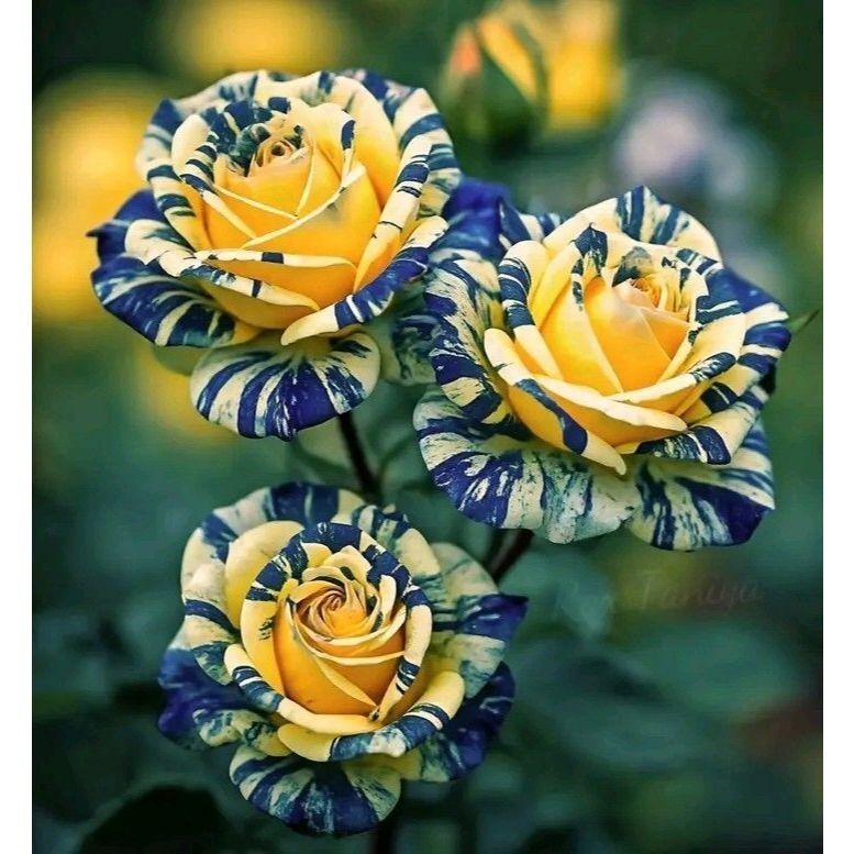 Rara Rosa wichuraiana (Rosa do Japão) - 100 sementes com manual de cultivo pronta entrega envio em 24h II