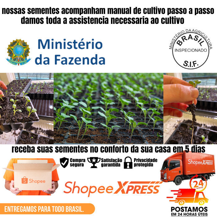 100 sementes Begonia Maculata com manual de cultivo | Para semear — imagem 2 de 2