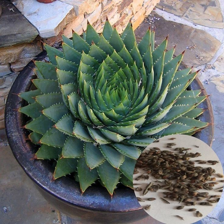 100 sementes suculenta Agave victoriae-reginae com manual de cultivo pronta entrega envio em 24h NV PROMOÇÃO