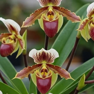 Orquídea sapatinho paphiopedilum maudiaie red100 Sementes de Com Manual de cultivo I PROMOÇÃO