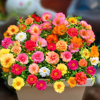 100 sementes Flores Das Onze Horas Sementes Mistura Yee Viver A
