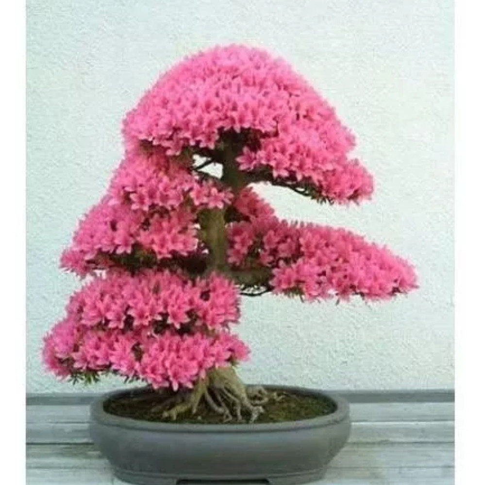 200 Sementes de Árvore Roxa Bonsai Fácil de Germinar | Planta Ornamental para Vaso e Jardim | Flores Decorativas