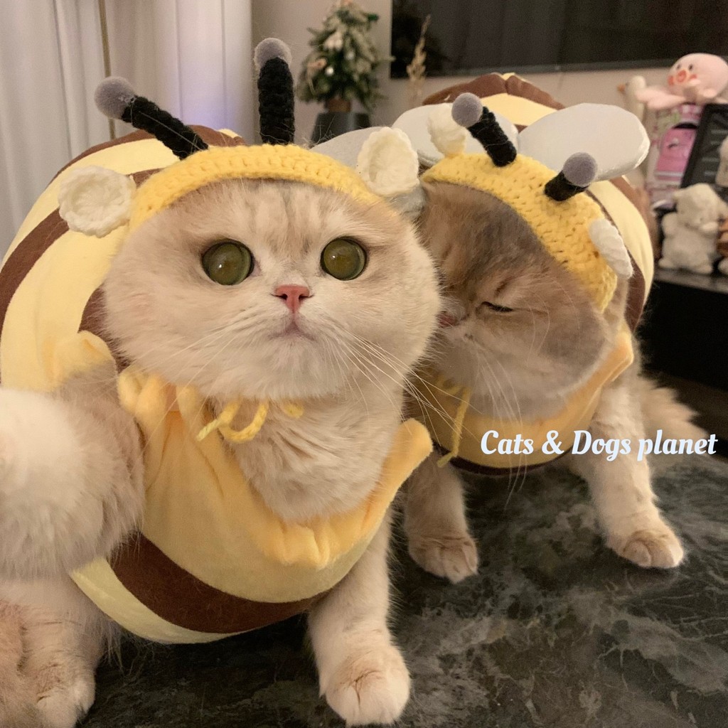 Gato de estimação abelha roupas bonito Bento roupas pequena abelha roupas chapéu de malha azul ouro gradiente gato cão b