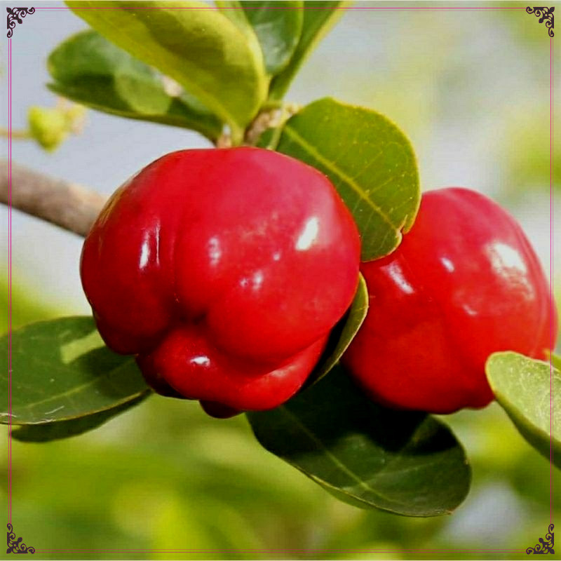 20 SEMENTES de ACEROLA GIGANTE Cabocla Para o Plantio /FRUTA vaso horta adubo OFERTA RELÂMPAGO