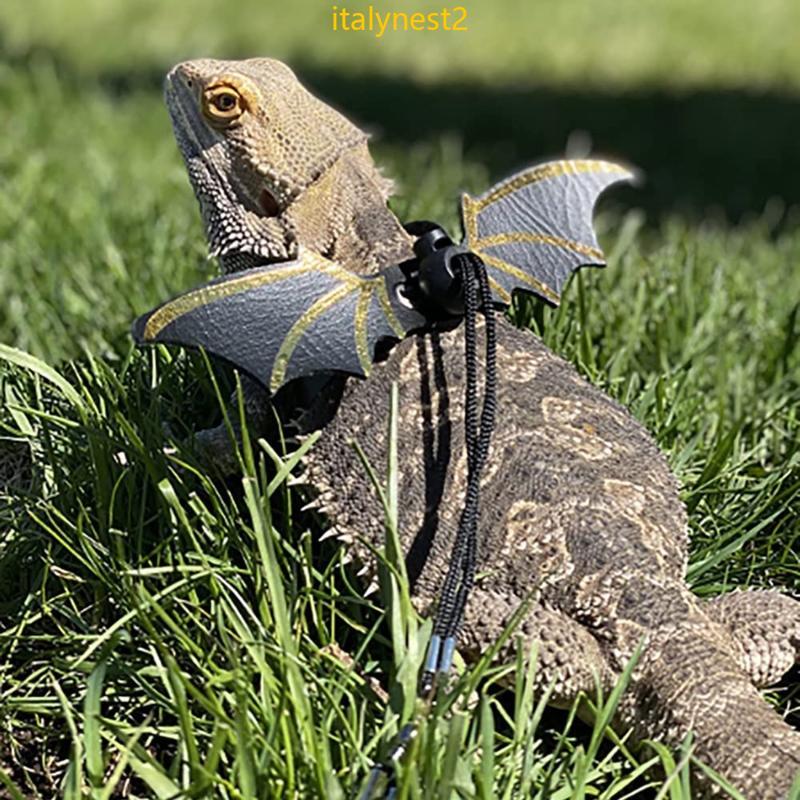 Billy Ajustável Lagarto Trela Conjunto Barbudo Dragão Arnês Asa Macia Segurança Andando 3 Tamanhos
