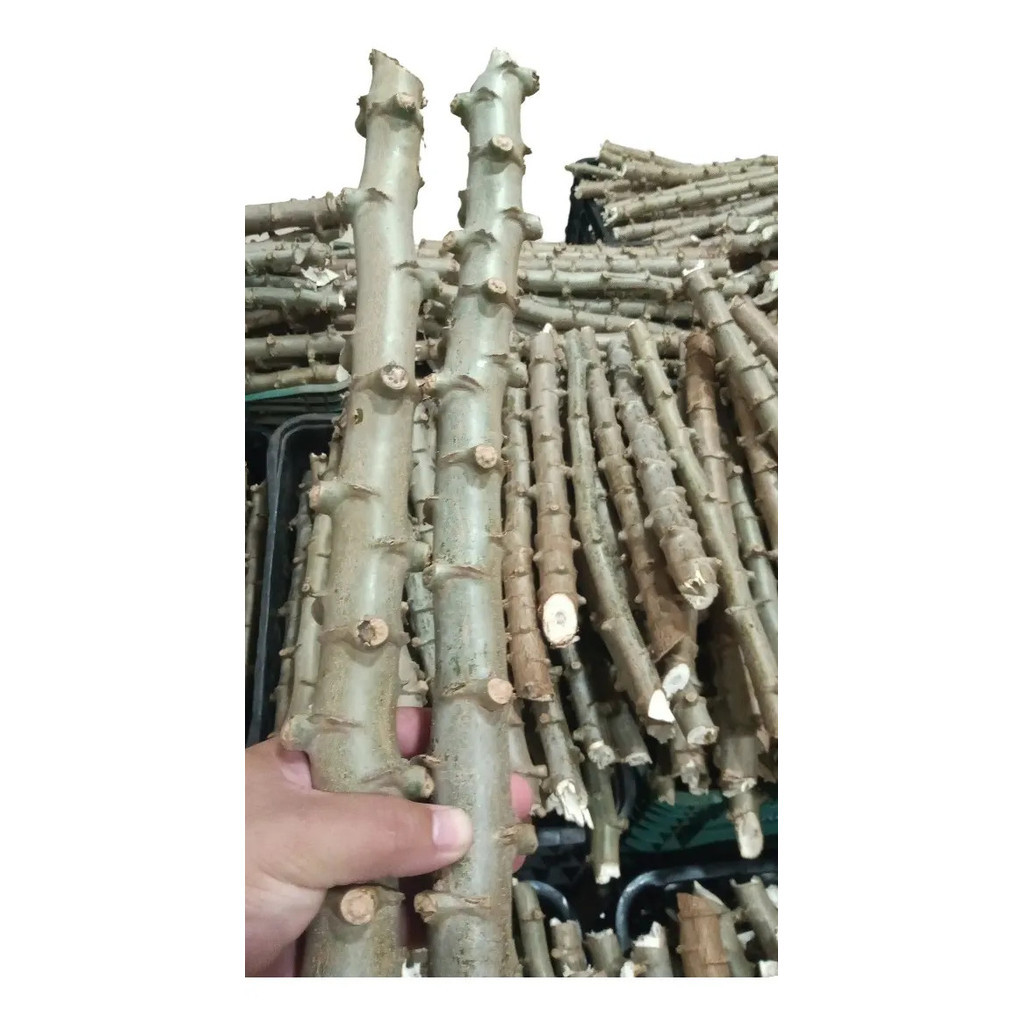 Kit 50 Manivas Ramas Mudas De Mandioca Amarela Iac 576 70