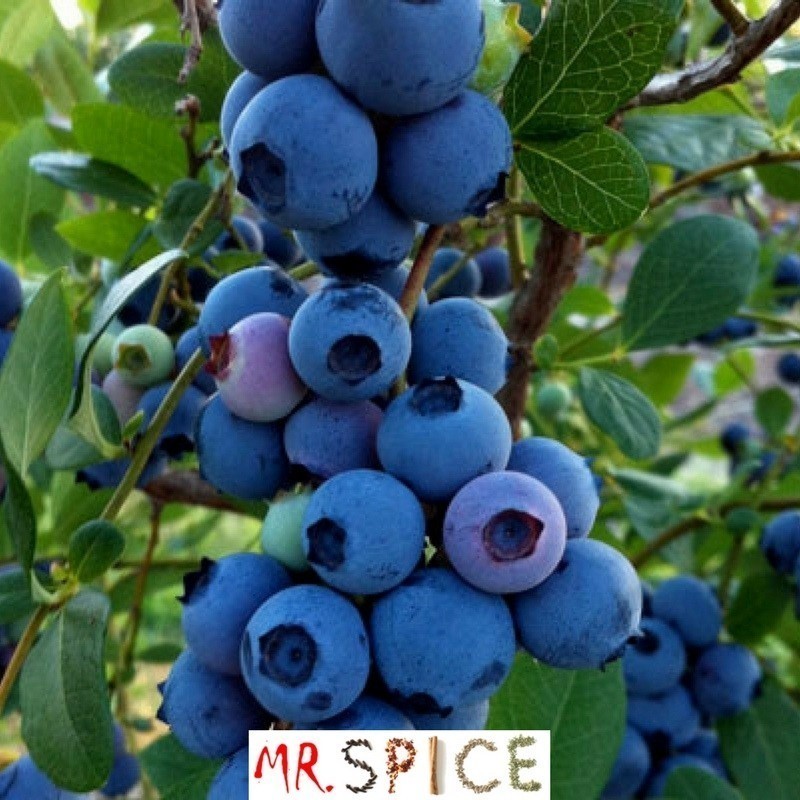 Sementes De Mirtilo Blueberry Qualidade Ideal P/ O Brasil