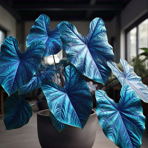 100 sementes Caladium Pink Thunder com manual de cultivo NV PROMOÇÃO