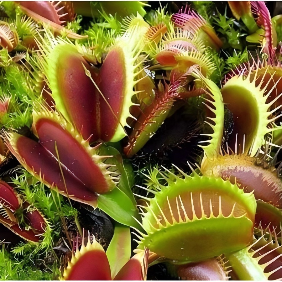 Cultivo simples 1000 sementes de planta carnívora papa mosca b19 | Para semear