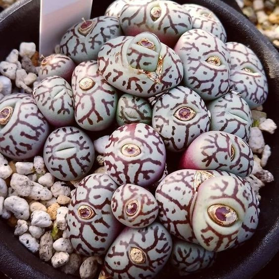 100 sements lithops orbiculata com manual de cultivo h PROMOÇÃO