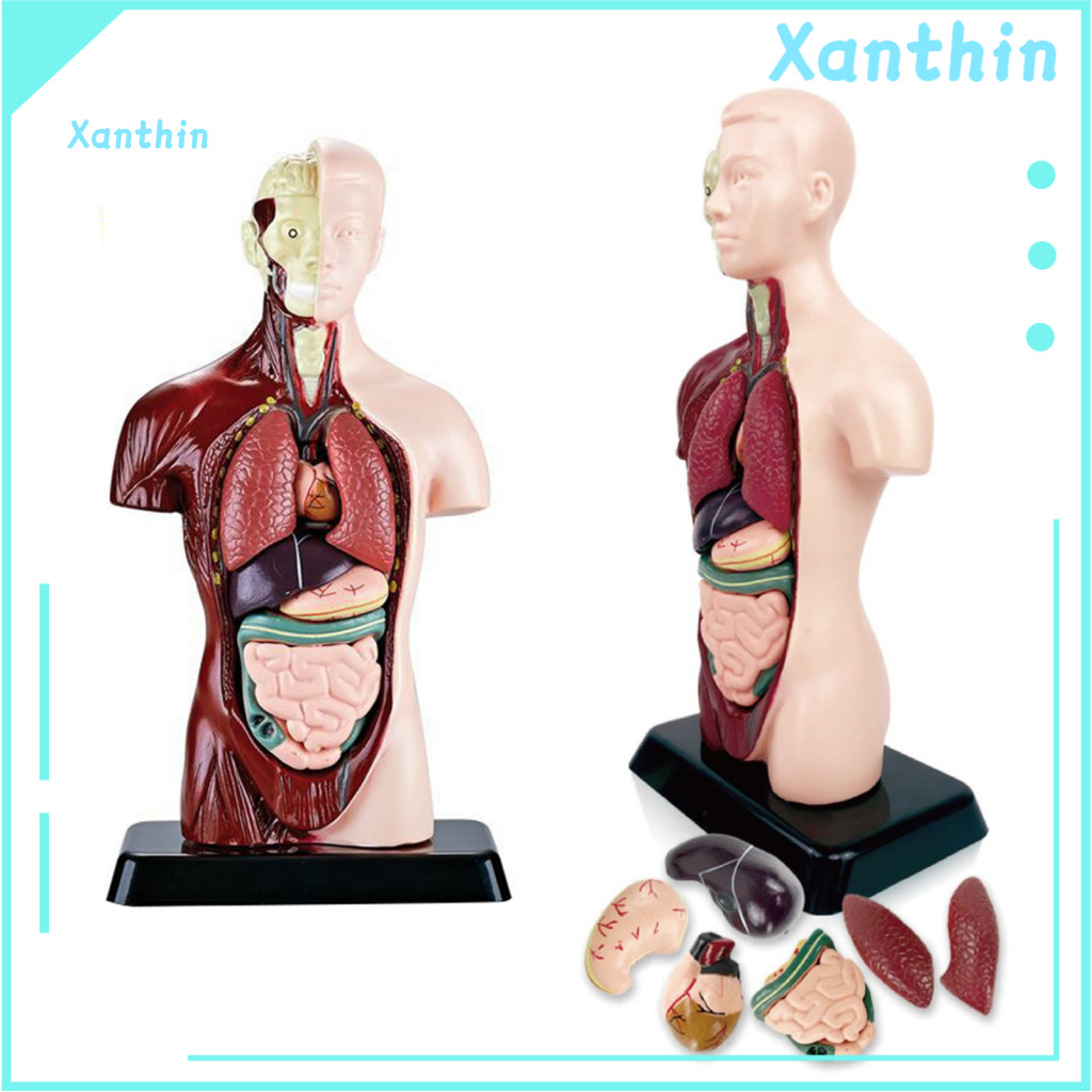 Anatomy Teaching Aid Detachable Organ Body Model 3d Torso with Removable Organs Medical for Students Stem Educational fo