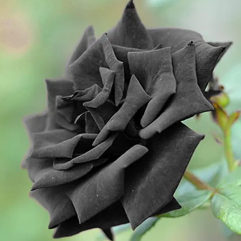 100 sementes de rosas negra rosas raras p1pra fazer muda