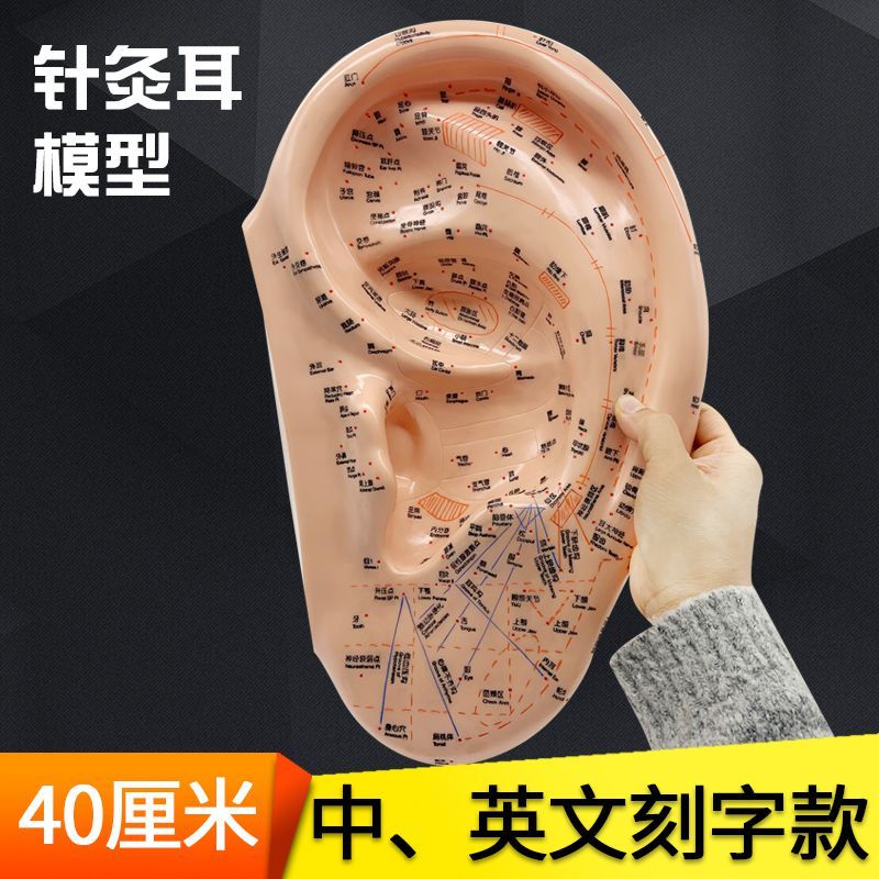 Orelha acuponto orelha agulha corpo humano acuponto modelo 40cm tamanho grande tradicional medicina chinesa ensino molde