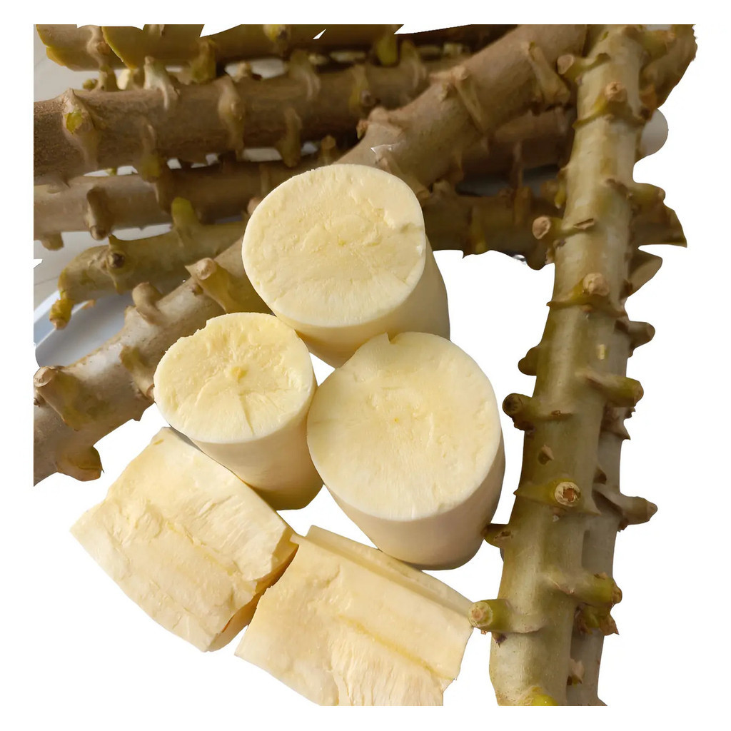 Kit 30 Manivas Ramas Mudas De Mandioca Amarela  Pão Amarela