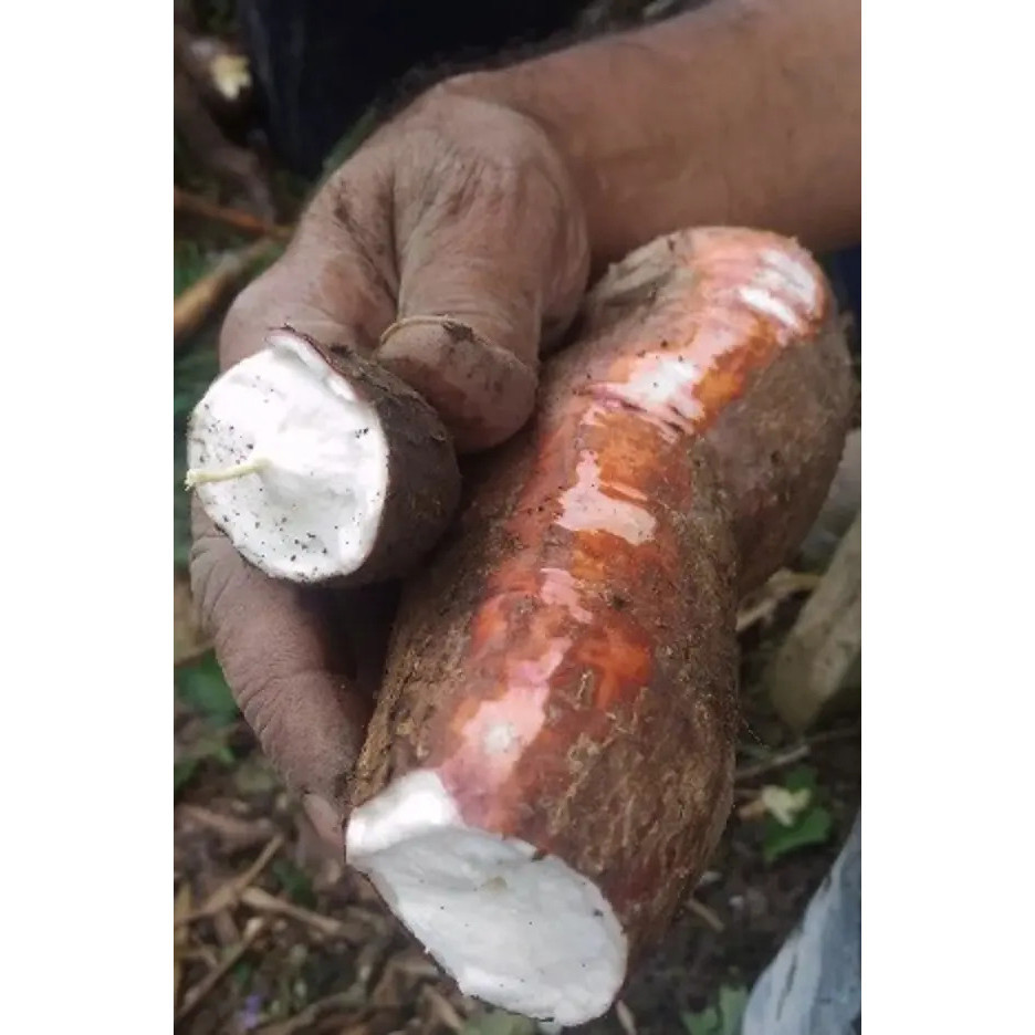 20 Ramas De Mandioca Casca Roxa Cozinha Bem E É Deliciosa